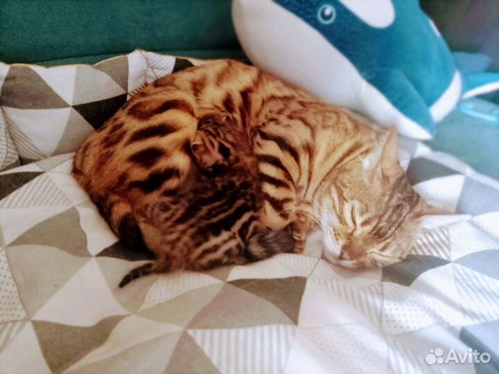 Бенгальская кошка