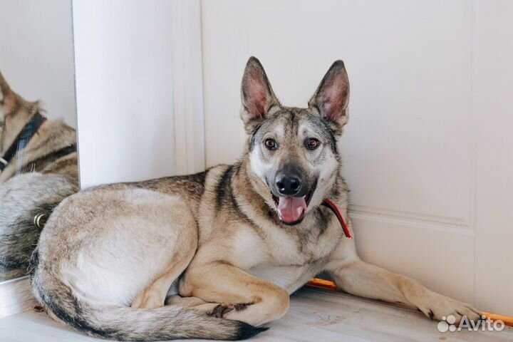 Собака (мальчик) ищет дом или передежку