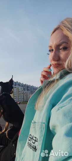 Мини той-терьер вязка