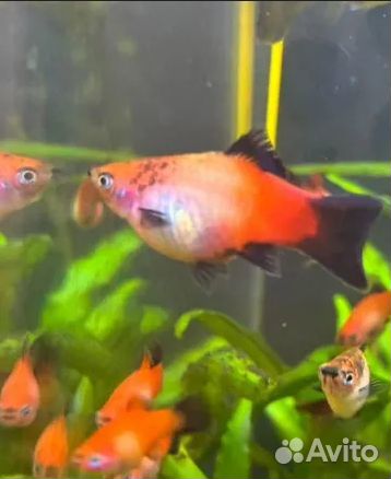 Пецилия чернохвостая