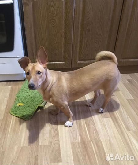 Собака в добрые руки