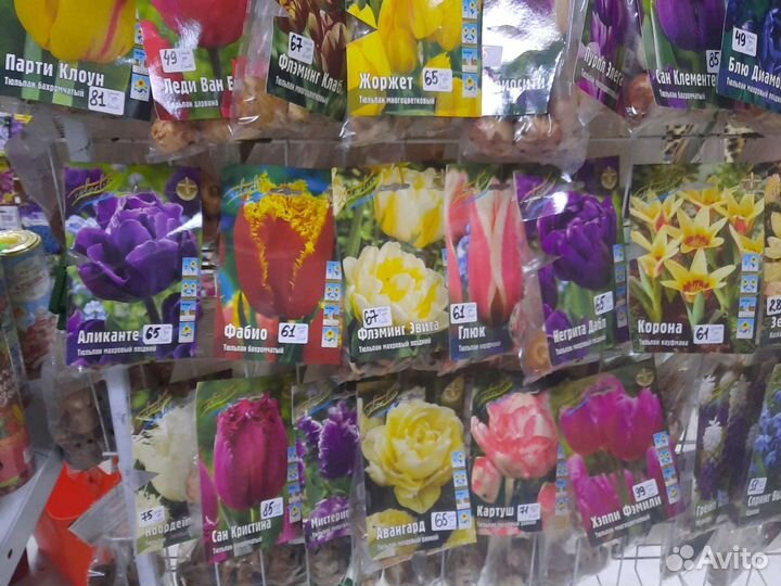 Луковичные цветы