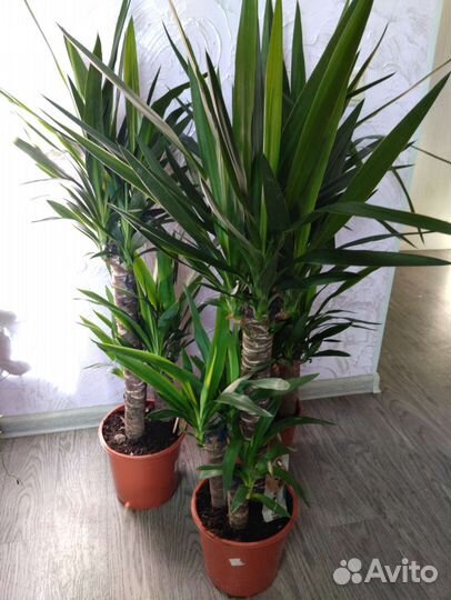 Пальма юкка