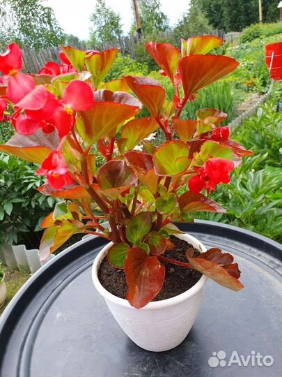 Бегония вечноцветущая