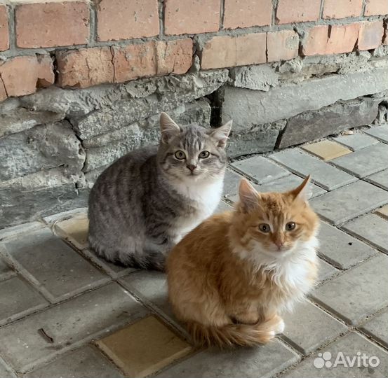 Кошки в добрые руки