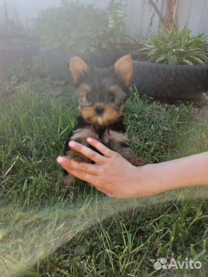 Йоркширский терьер щенки