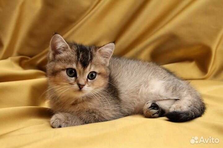 Британская золотая Шиншилла Лекс