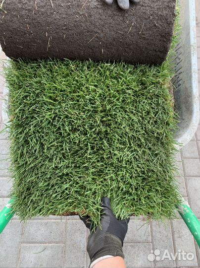 Рулонный газон