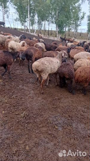 Овцы бараны живьём.на мяса