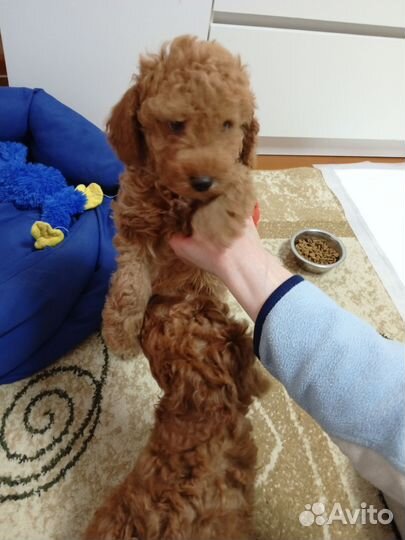 Карликовый пудель