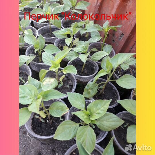 Острый перчик 