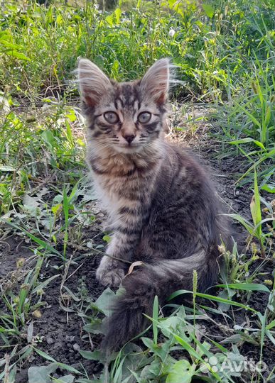 Кошки в дар