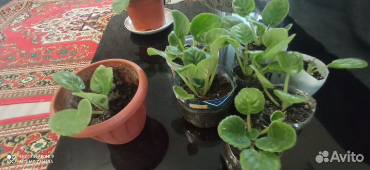 Детки сортовых фиалок