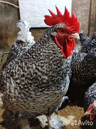 Инкубационное яйцо и цыплята