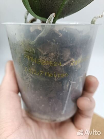 Орхидея парфюмерная фабрика Melion