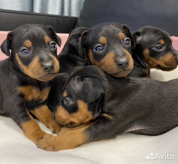 Цвергпинчер щенки