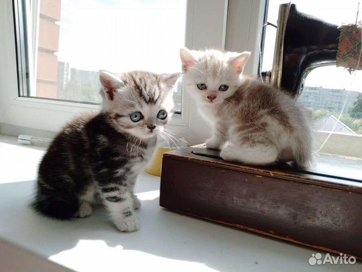 Британские котята