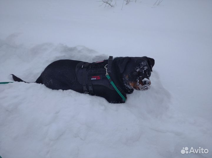 Вязка Ротвелер
