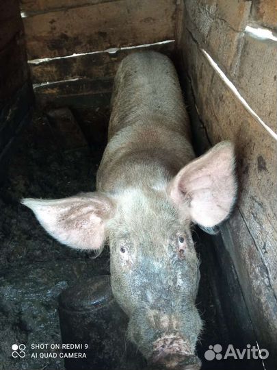 Вьетнамск вислобрюхий поросенок