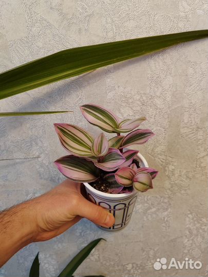 Гиппеаструм