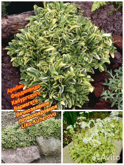 Арабис Вариегата зкс почта/сдек