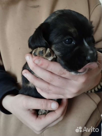 Американский кокер спаниель девочка