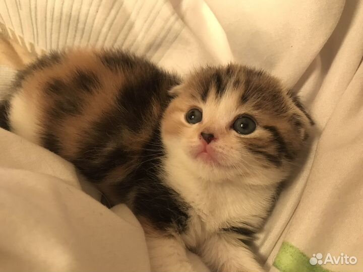 Котята