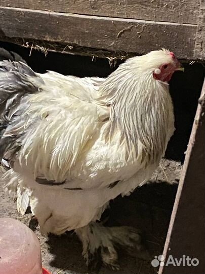 Брама голубоколумбийская