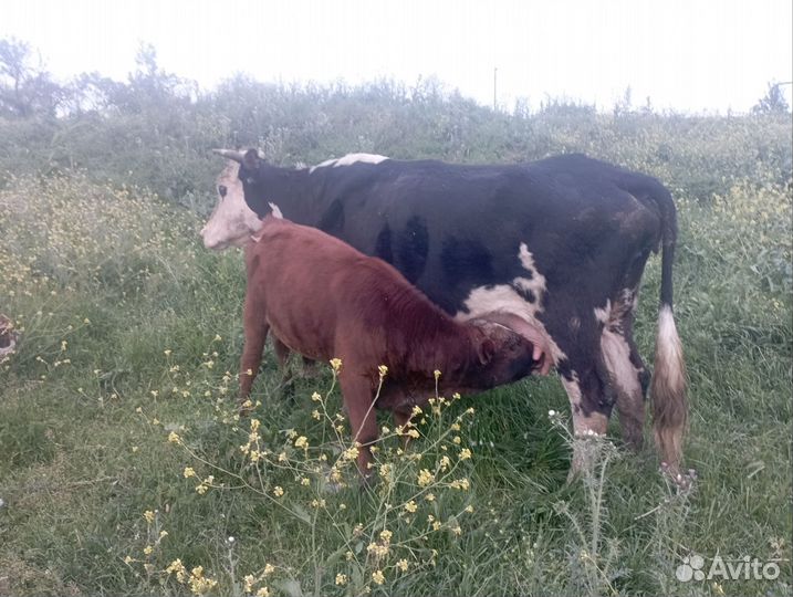 Корова с теленком