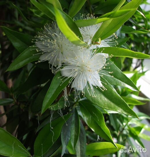 Мирт персидский, боэтика, компакта