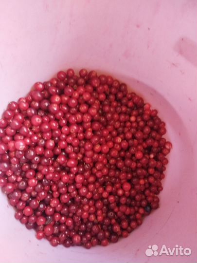 Брусника свежая