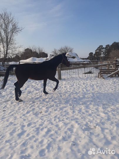 Американский рысистый