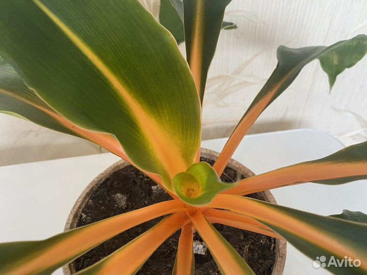 Хлорофитум оранж домашние цветы комнатное растение