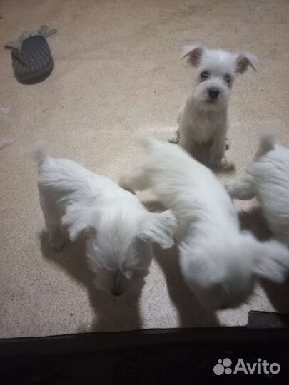 Цвергшнауцер