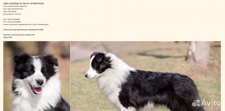 Бордер колли вязка