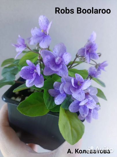 Фиалки трейлеры