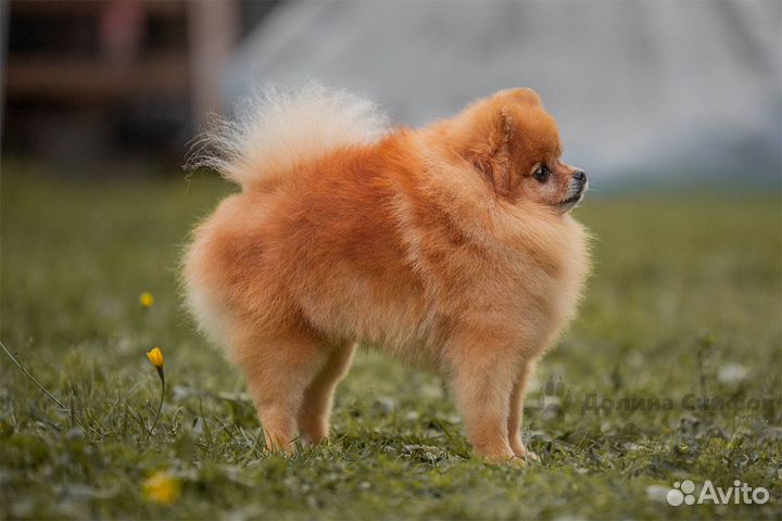 Кобель для вязки- Померанский шпиц