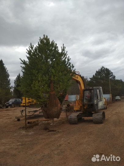 Пересадчик деревьев