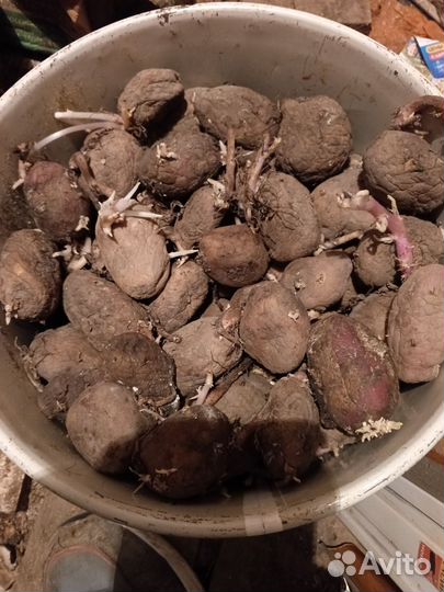 Семянной картофель