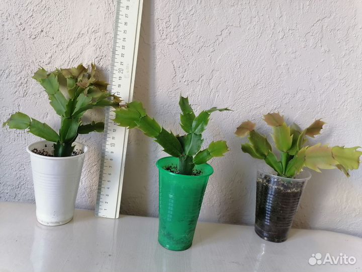 Декабрист белый сорт Малисса