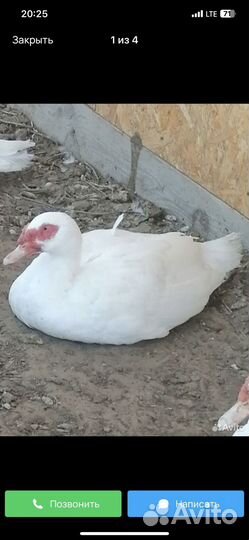 Утята тяжёлая линия. 2-3 недели 250