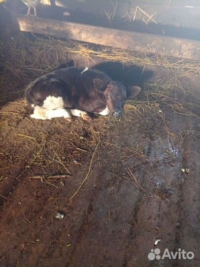 Корова с теленком