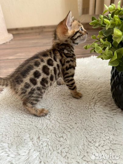 Бенгальский котёнок
