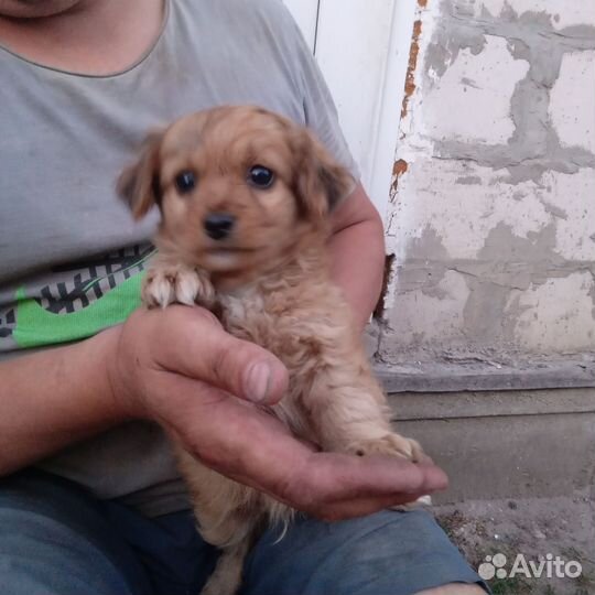 Собака в добрые руки отдам бесплатно