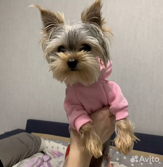 Одежда для собак