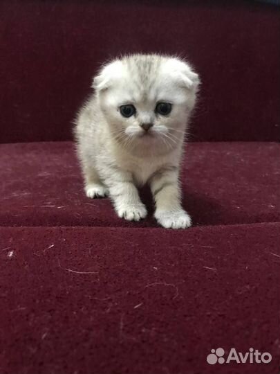 Шотландские котята
