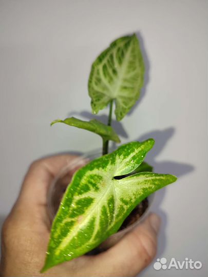 Сингониум Батик