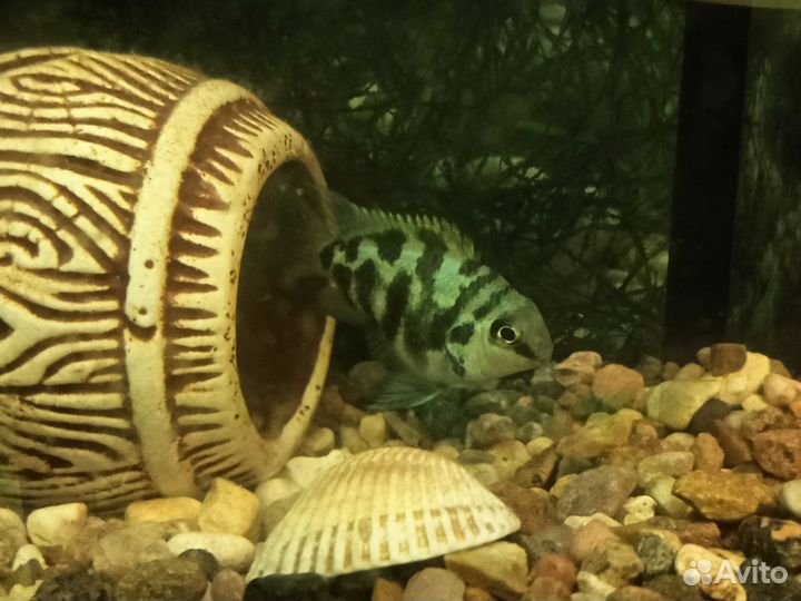 Голубая Панда породистые рыбки