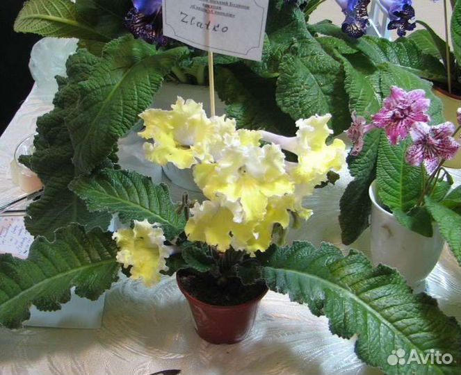 Стрептокарпус Zlotco