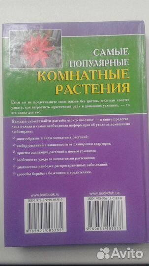 Самые популярные комнатные растения